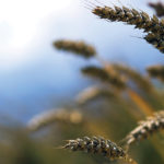 Many farmers don’t want to pay royalties on cereal seed, but the seed sector and groups like Alberta Wheat say more funding is needed to boost variety development.
