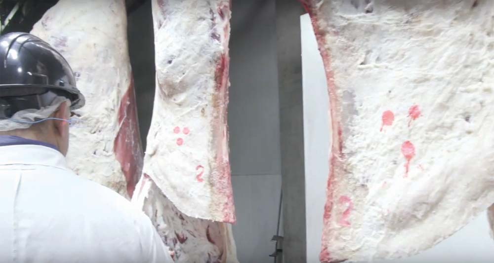 Canada has adopted a new system of yield grades (which estimate how much salable beef a carcass will produce) and that has implications for producers and packers.