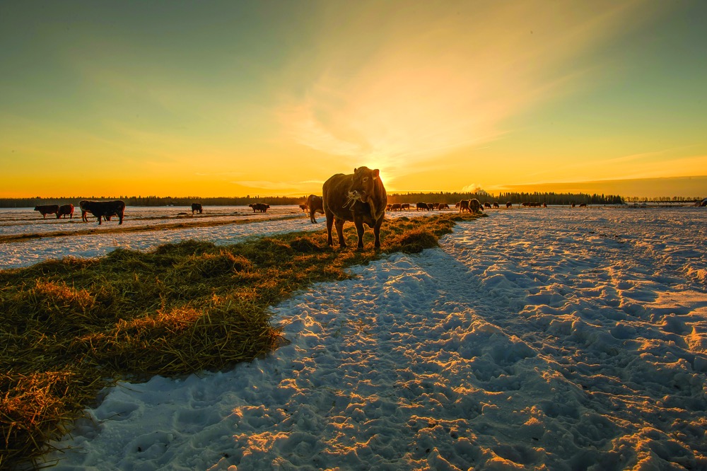 What’s in the beef research pipeline?
