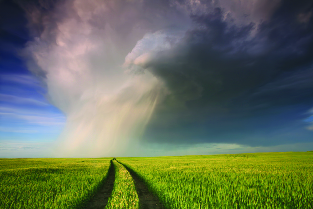 Premiums for crop insurance, including hail coverage, will be significantly lower for most growers this year,  says the Agriculture Financial Services Corporation.