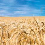 Crop share is becoming less common in Alberta, but this method can be a good starting point for determining a cash rent.
