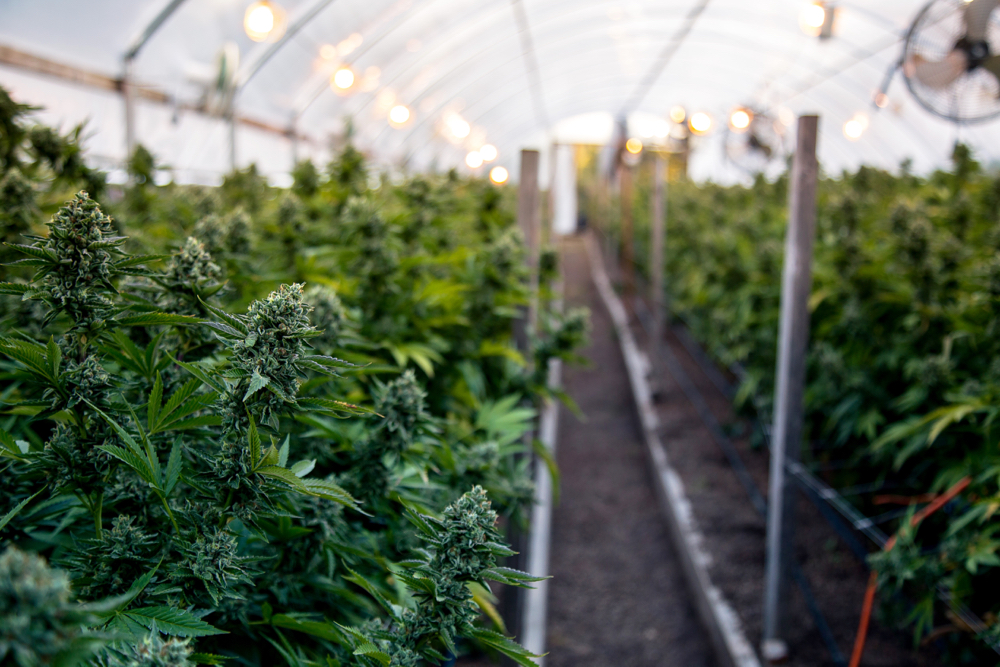 Cannabis farm