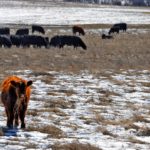 Program looks to connect researchers to the beef industry