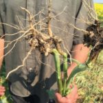 This plant was found in 2017 in a trial plot of a resistant variety that Scott Keller was growing. It turns out that bags of resistant varieties aren’t pure — and so a percentage could be a non-resistant variety, said Keller. “So even resistant canola seed can help spread clubroot!” he said in an email. Still, experts and agronomists urge producers to seed resistant varieties — something Keller and Alberta Canola chair John Guelly say isn’t happening often enough.