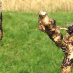 Clubroot galls are the sure sign the disease is present, but dead patches in the field should also be easy to spot at swathing time.