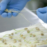Producers are being urged to have their seed tested for both germination and vigour.