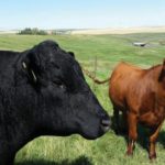 The country’s “robust” BSE surveillance efforts are paying dividends, says the Canadian Cattlemen’s Association.