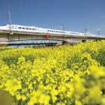 A high-speed bullet train travels past a rapeseed field in China’s Jiangsu province last month. The country has greatly expanded production of the oilseed, as well as soybeans, but still needs to import millions of tonnes of vegetable oil annually to meet its needs.