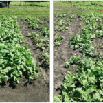 It’s not hard to guess which plot had phosphate placed in the seed row — that would be the canola on the right (which had P applied at a rate of 15 pounds per acre) while the plot on the left did not. Putting phosphate in the row is tricky when the seed is small or conditions dry.