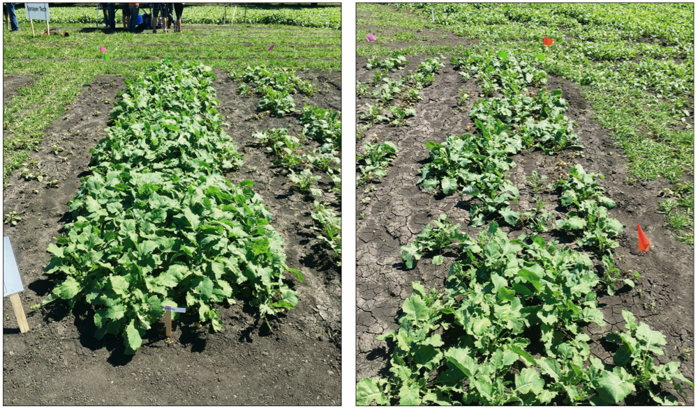 It’s not hard to guess which plot had phosphate placed in the seed row — that would be the canola on the right (which had P applied at a rate of 15 pounds per acre) while the plot on the left did not. Putting phosphate in the row is tricky when the seed is small or conditions dry.