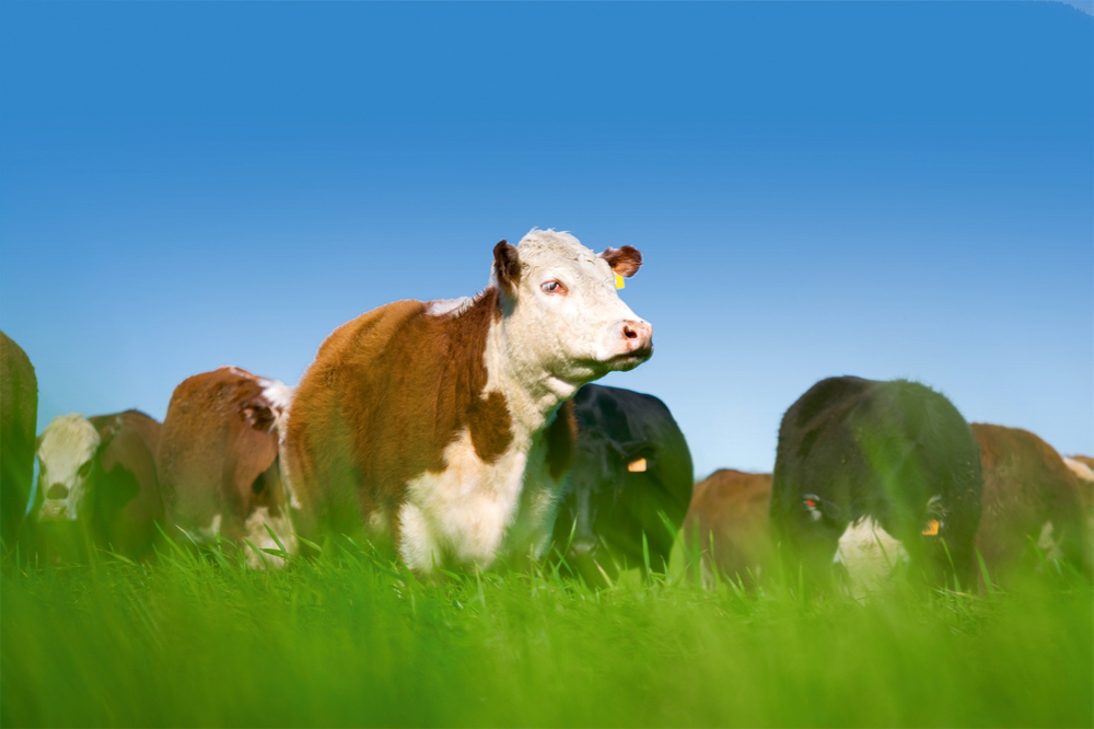 Cattle grazing in a field
