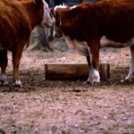 The best way to mix and give vitamins and minerals is mixed daily in the feed.