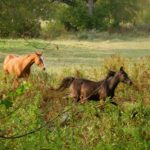 Unsound behaviour is often how a horse ‘copes’ with stress and an uncomfortable situation.