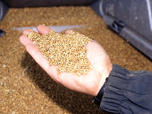 Three steps to make your best grain grade deal