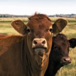 Four keys to successful calf preconditioning