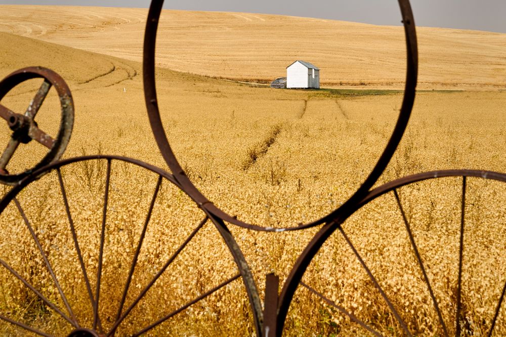 A file photo of a field of chickpeas in the Palouse in southeastern Washington state. (Maxvis/iStock/Getty Images)
