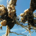 Six steps to help prevent clubroot in canola