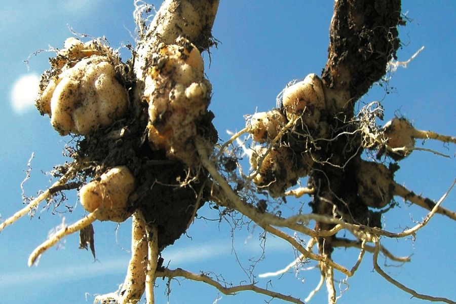 Six steps to help prevent clubroot in canola