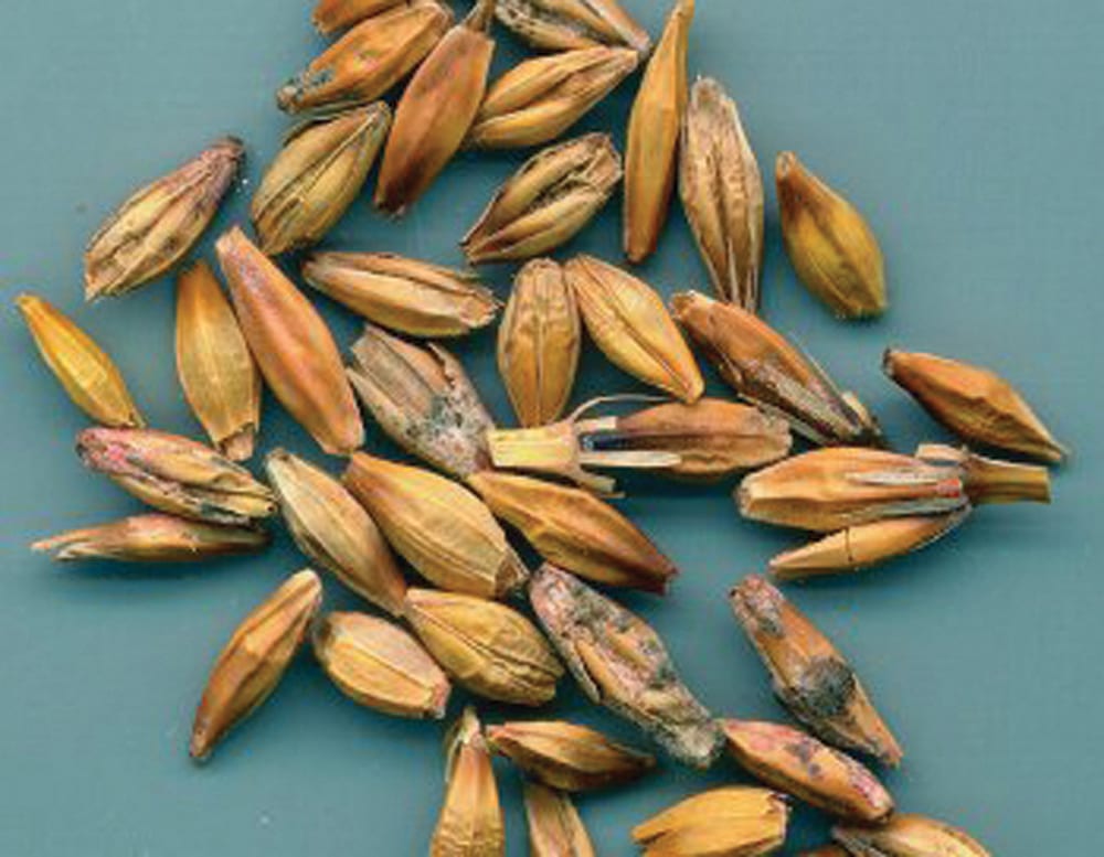 14 steps to avoiding fusarium