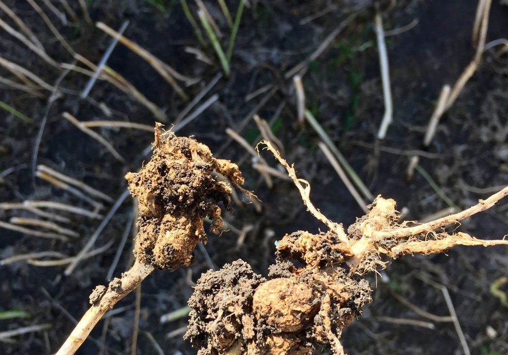 Twelve tips to clubroot management