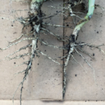 Clubroot — just assume it’s on the way