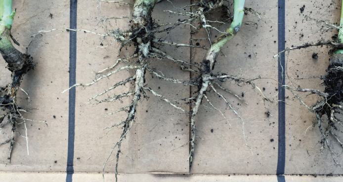 Clubroot — just assume it’s on the way