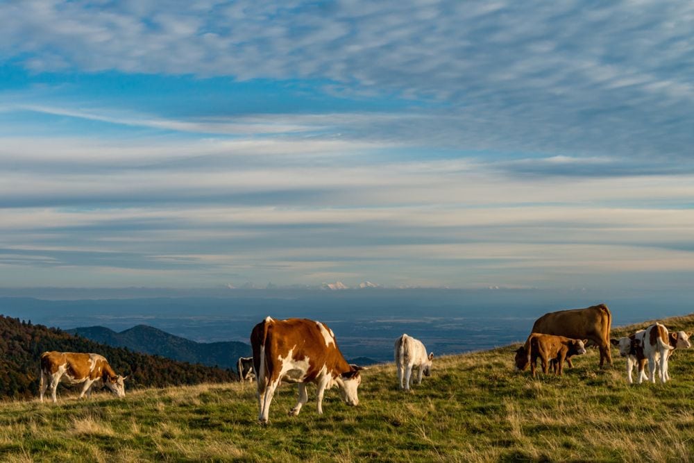 (MDurson/iStock/Getty Images)
