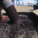 Agriculture Canada’s market analysis branch forecast canola ending stocks for 2018/19 is double the September estimate. Photo: File