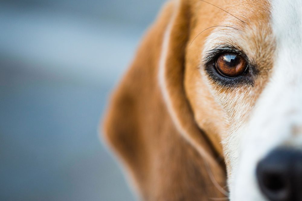 A beagle. (BPretorius/iStock/Getty Images)
