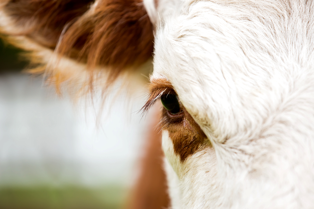 Close-up view of a brown and white Hereford cow's eye
