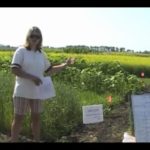 Crop Diagnostic School: Weatherproofing your crop rotation