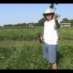 Crop Diagnostic School: Keeping soybeans out of edible beans