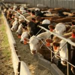 Feeding conditions remain favourable and margins look positive through January, which are expected to provide a healthy environment moving forward. (Beef Information Centre photo)