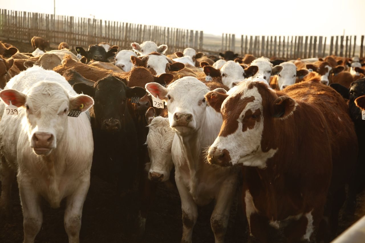 Canadian cattle, sheep, goats cleared for Philippines