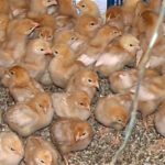 ‘Low-path’ avian flus named reportable diseases