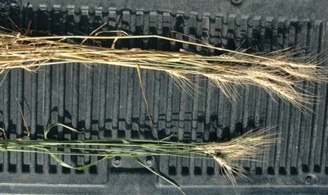 Aster yellows are suspected in the wheat at the top. The wheat below is infected with fusarium head blight. (Les Henry photo)
