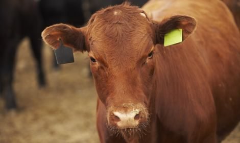 Starting Jan. 1, 2016, the updated code of practice for care of beef cattle will require use of pain control when dehorning a calf at any point after horn buds attach to a calf’s skull. (Canada Beef Inc. photo)
