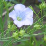 Flax acres could rise in 2014 if prices stay stable