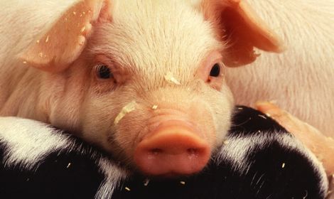 CFIA’s tests “could not demonstrate” that processed feed pellets made with PED-infected hog plasma are capable of causing PED in hogs. (Photo courtesy ARS/USDA)

