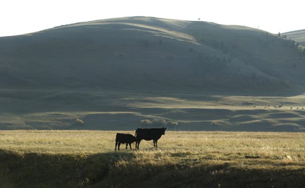 (Photo courtesy Canada Beef Inc.)
