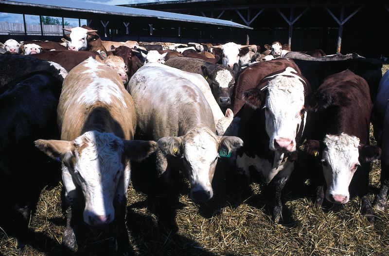 Merck wants to test Zilmax on 240,000 cattle but beef industry resists
