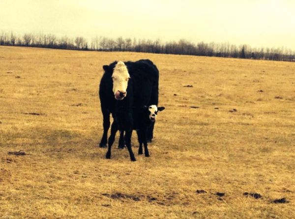 A cow and new calf on May 4 near Turtle Lake, Sask., about 110 km north of North Battleford. (Lisa Guenther photo)
