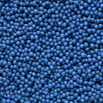 The jury’s still out on whether larger canola seeds stand a better chance of survival than those of a smaller kernel size. (Photo courtesy Syngenta)