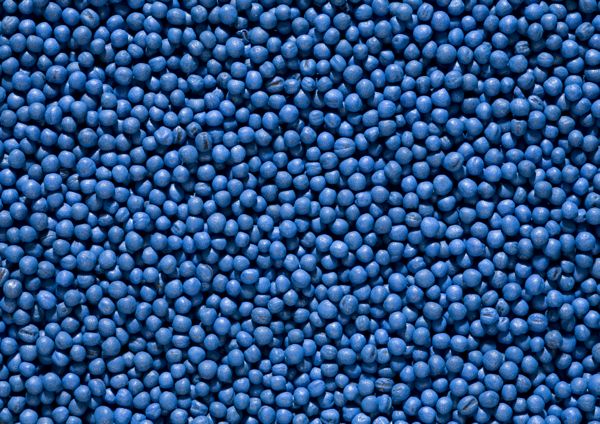 The jury’s still out on whether larger canola seeds stand a better chance of survival than those of a smaller kernel size. (Photo courtesy Syngenta)
