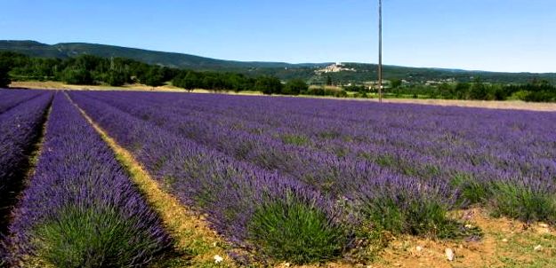 A field of lavender in Provence. The European Commission says payments to French farmers were excessive in relation to farmland declarations for the period from 2008 to 2012. (Cia.gov)

