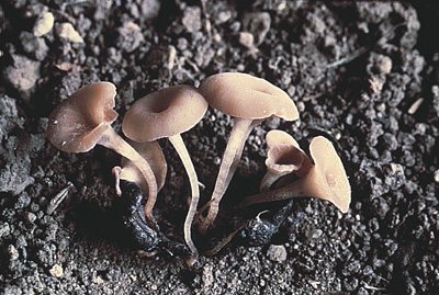 Sclerotinia apothecia are very small, about half a centimetre, requiring growers to look closely while scouting. (Photo courtesy Canola Council of Canada)
