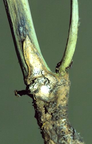 Blackleg stem  Photo: Canola Council of Canada
