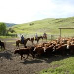 Low-stress cattle handling practices and improved facilities have made the work more enjoyable for producers.