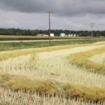 Canola in the swath on Aug. 18 near Miami, Man. (Manitoba Co-operator photo by Allan Dawson)