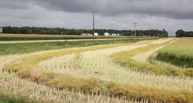 Canola in the swath on Aug. 18 near Miami, Man. (Manitoba Co-operator photo by Allan Dawson)
